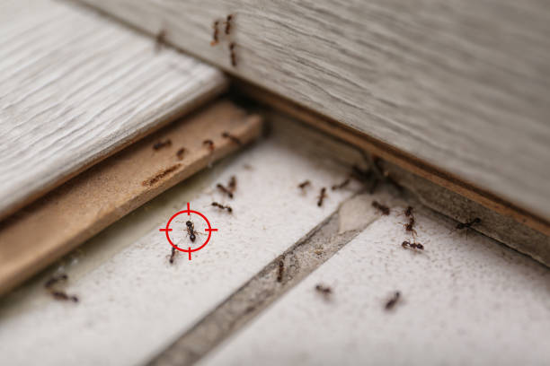 Best Best Pest Control Companies  in Rensselaer, NY