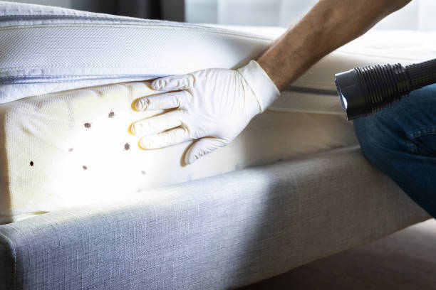 Best Mosquito Control Services  in Rensselaer, NY